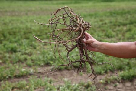 再春館製薬所、ドモホルンリンクルの「甘草フラボノイ