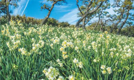 花めぐりデジタルスタンプラリー 花めぐりデジタルスタンプラリー