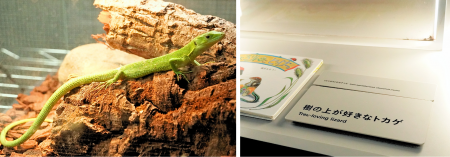 北海道の動物園・水族館で初の常設展示「樹の上が好き