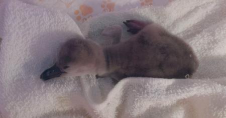 【DMMかりゆし水族館】フンボルトペンギンの赤ちゃん
