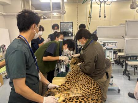 日本獣医生命科学大学付属動物医療センターで多utf-8