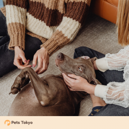 【Pets Tokyo調査】実はやりがち？獣医師が教える「ペ