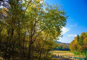 ANAファシリティーズ所有林「ANAForest」がOECDによる