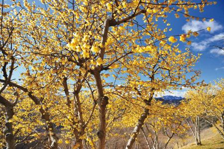 関東屈指のロウバイの名所「長瀞宝登山臘梅園(なutf-8
