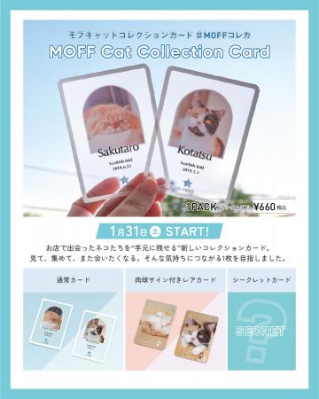 好評につき販売店舗拡大!『MOFF Cat Collection Card 好評につき販売店舗拡大!『MOFF Cat Collection Card