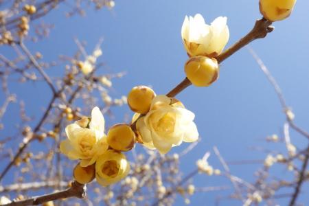 【犬連れ長瀞の冬散策の新提案】