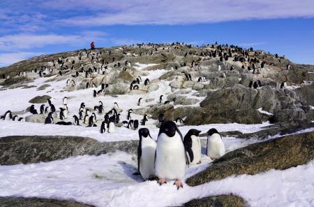 南極観測70周年!! この夏、東京に南極がやってくる！