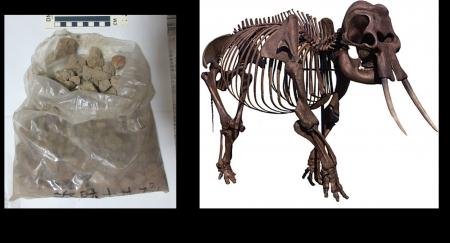 ナウマンゾウ化石に付着していた堆積物から生息当時の