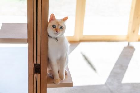 【富士山麓】動物同伴型一棟貸し宿「ICHI 縁」にて、