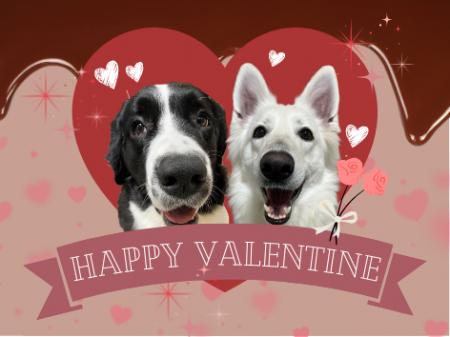 【江戸川区にある一軒家の大型犬カフェ？】ロマンチッ