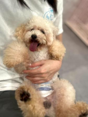 【茨城初上陸】保護犬猫×就労支援の次世代型シェルタ