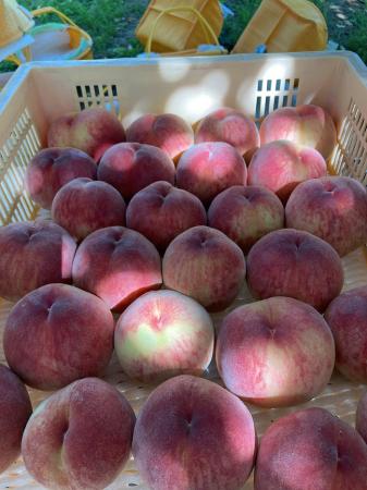 【毎年好評の体験型企画】山梨の桃農園で「桃のutf-8