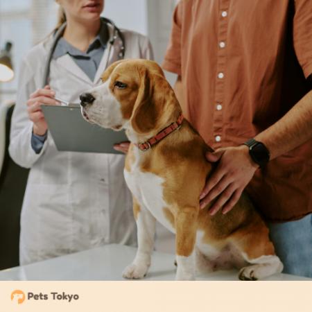 【Pets Tokyo調査】ペットの健康チェック「毎日できて