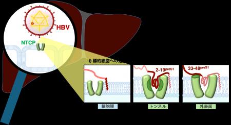 【横浜市立大学】B型肝炎ウイルスが肝臓の受容体utf-8