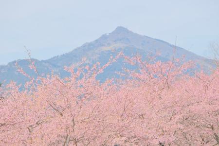 【2月下旬より桜リレー スタート！】早咲きの河津桜か