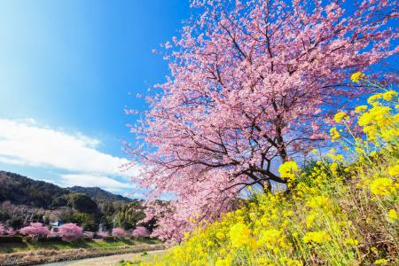 伊豆半島の春はみなみの桜(河津桜)から　南伊豆町では