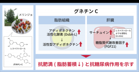 「メリンジョ由来レスベラトロール」の抗肥満・抗糖尿 「メリンジョ由来レスベラトロール」の抗肥満・抗糖尿