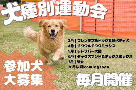 【3月から開始】同じ犬種だけで遊ぶ・楽しむ！オフ会