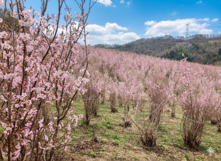 満足度96％！日比谷花壇と山形県西川町が贈る、日本一