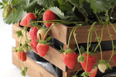 【スイパラ/店舗限定】お席でいちご狩り、そのままお 【スイパラ/店舗限定】お席でいちご狩り、そのままお