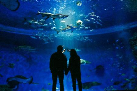 【甲南大学】神戸須磨シーワールドで学生企画「utf-8