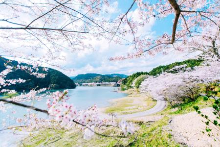 春の和歌山・串本と古座川をめぐる2つのお花見旅。国