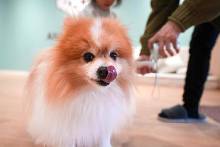 【京都初上陸】全国23店舗目となる保護犬ふれあいカフ