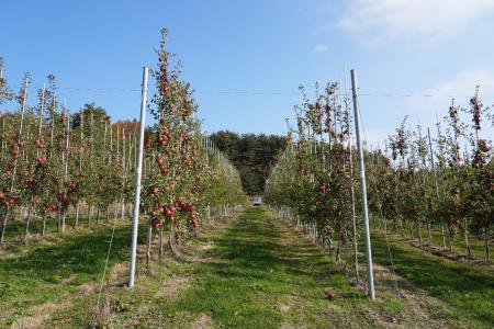 鈴与商事、日本農業と資本業務提携し青森県でりんご事