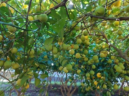 【2026年最新】住宅街で育つ“松戸のレモン”が収穫最盛