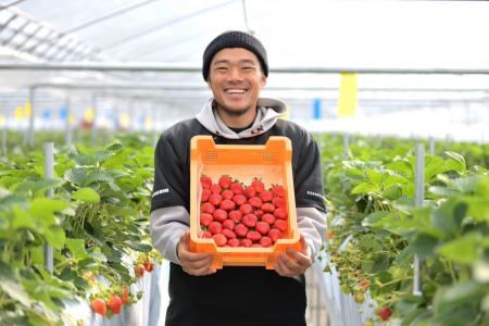 〈Suilive〉高濃度水素溶解装置を活用したイチゴ栽培