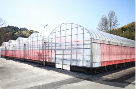 周防大島においていちご農園「マリッサベリーファーム