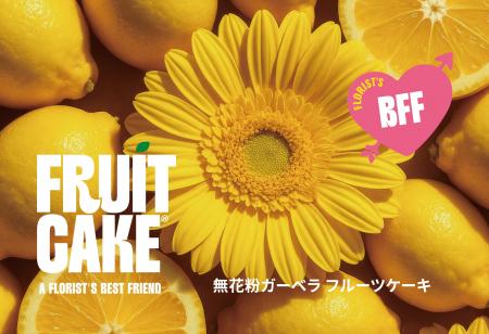 お花屋さんの味方「無花粉ガーベラ フルーツケーキ」