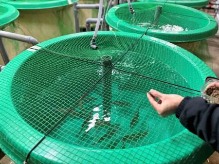 昆虫を10％配合したマダイ用のエサで水槽試験を開始