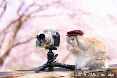 祝10周年「うさぎしんぼる展」が過去最大規模で名古屋