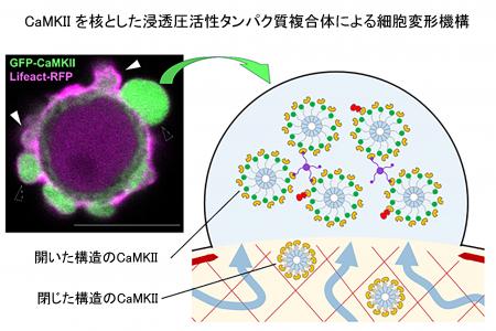 【横浜市立大学】がん細胞の遊走に関わるブレブutf-8