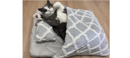 まるでお布団！中にもぐれるふんわりペット用ふとんセ