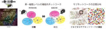 【横浜市立大学】意識・無意識脳での神経のつなutf-8