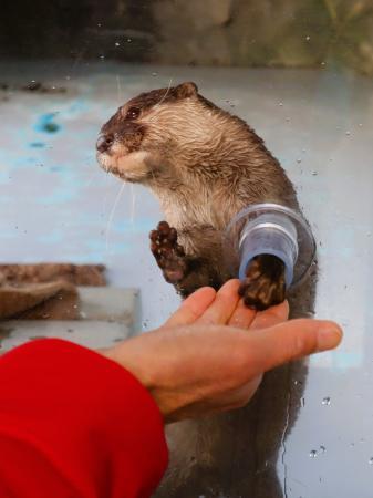 四国水族館で「コツメカワウソのふれあい体験」 2026