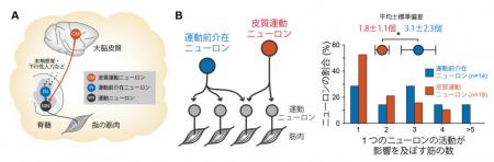 【玉川大学脳科学研究所 研究成果】 なぜヒトのutf-8