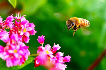 【結果発表】赤いソバの花に舞い降りた“小さな主役”が