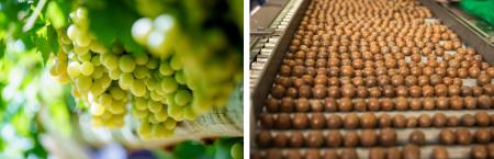 Horticulture Innovation Australia　日豪友好協utf-8