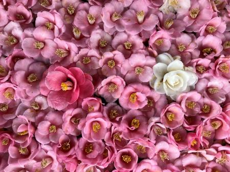 通常非公開の尼門跡寺院　京都・霊鑑寺　～3月20utf-8