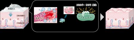 血行促進により表皮細胞が活性化するメカニズムを、ヒ