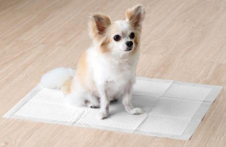 表面抗菌加工だから踏んでも安心のペットシートが登場