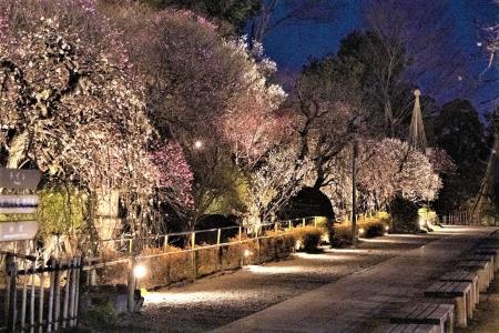 【東京・大田区】～池上梅園で春の香りを楽しみません