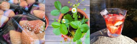 旬のいちごの魅力を堪能できる、年に一度のスペシャル 旬のいちごの魅力を堪能できる、年に一度のスペシャル