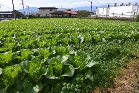 【三生医薬】植物性カプセルの規格外品をたい肥に再生