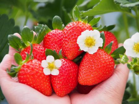 すでに全国各地でイチゴにまつわる華やかなイベン...