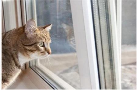 2月22日は猫の日　アイチューザー、ペットに関する冷