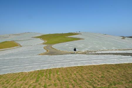 ネモフィラの霜よけシートの撤去が始まっています。（